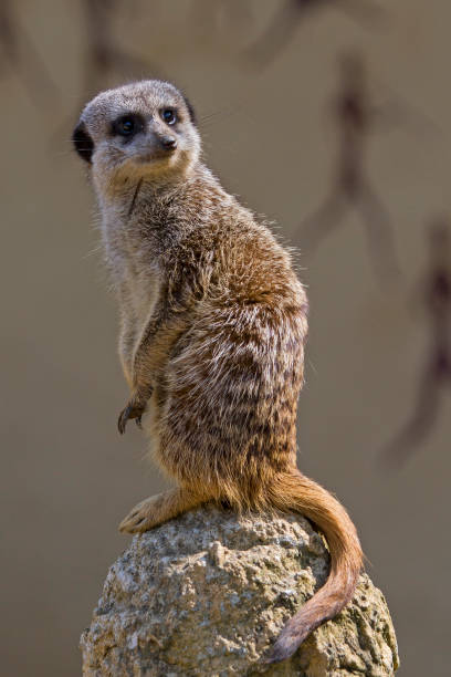 istock Meerkat live in southern Africa 872822714