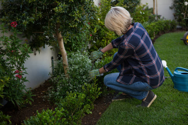istock Woman pruning plants in garden 872825722