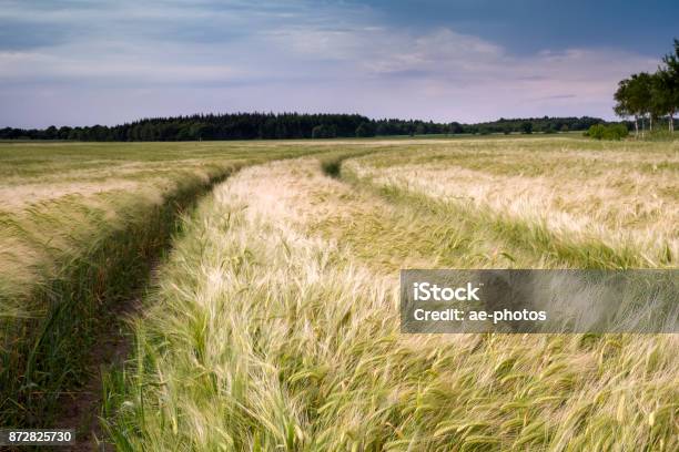 Barley Field In Sunlight Under Blue Sky Stock Photo - Download Image Now - Agricultural Field, Agriculture, Barley