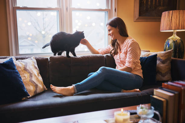 istock Cats make the perfect couch day companions 872828582