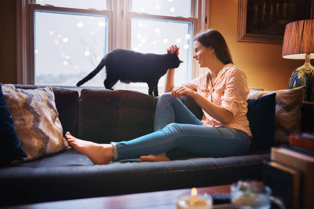 istock Picture purrfect sofa day 872828596
