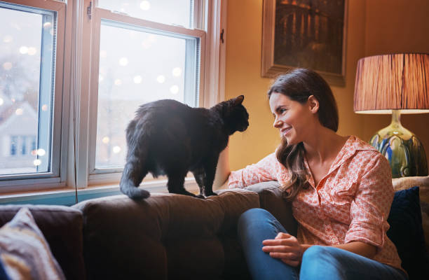 istock Cats turn a house into a home 872828640