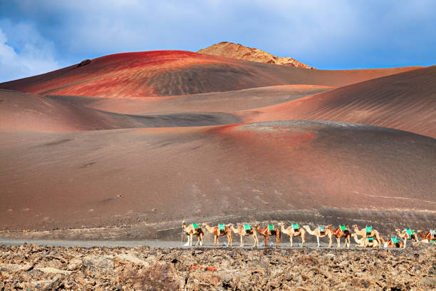 camellos de montar a caballo están esperando turistas en parque nacional de timanfaya, lanzarote, canarias. - parque nacional de timanfaya fotografías e imágenes de stock