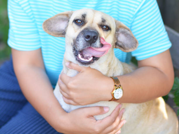 perro de pug de abrazo mujer en sus brazos. - dog baby t shirt child fotografías e imágenes de stock