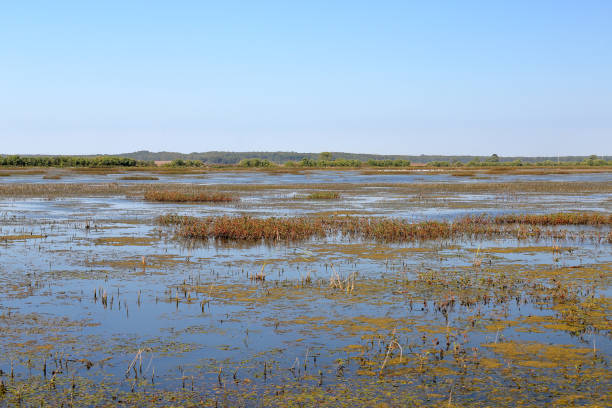 istock Marsh at a national wildlife refuge 872832184