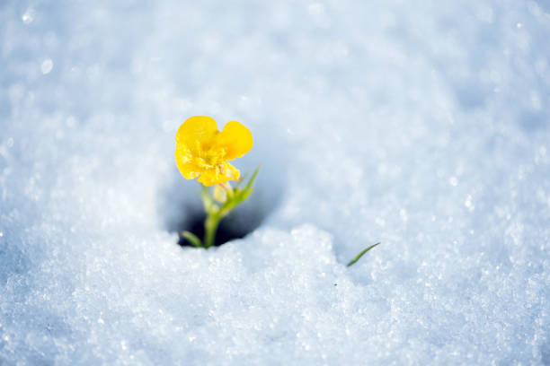 Fragile yellow flower breaking the snow cover stock photo