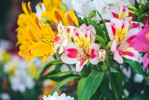 Alstroemeria/ Daylilly flowers bouquet .