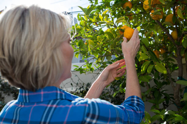 istock Rear view of woman examining orange on tree 872834054