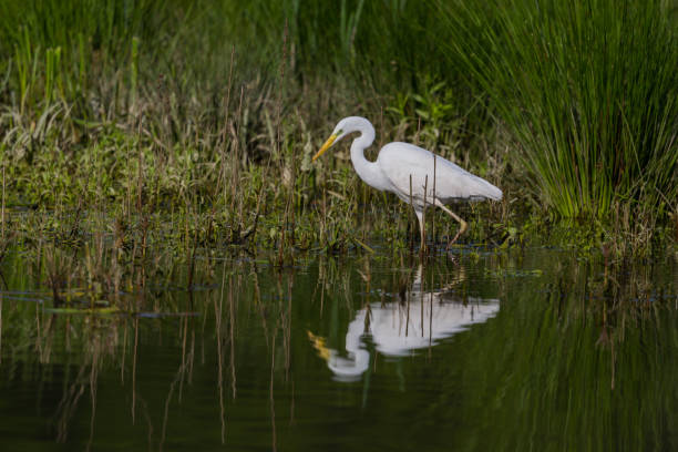 istock great white egret (egretta alba) wading through water at bank shore 872834226