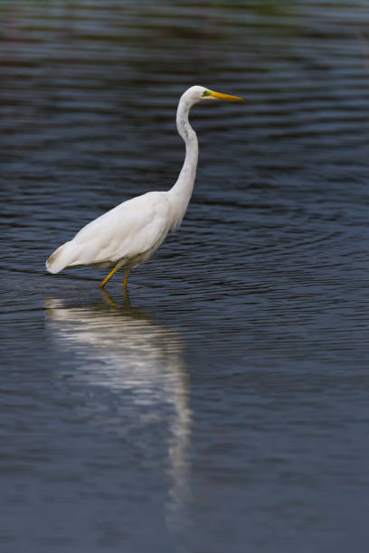 istock side view portrait great white egret (egretta alba) standing in water 872834334