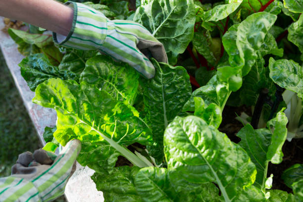 istock Woman examining leafy vegetables 872834390
