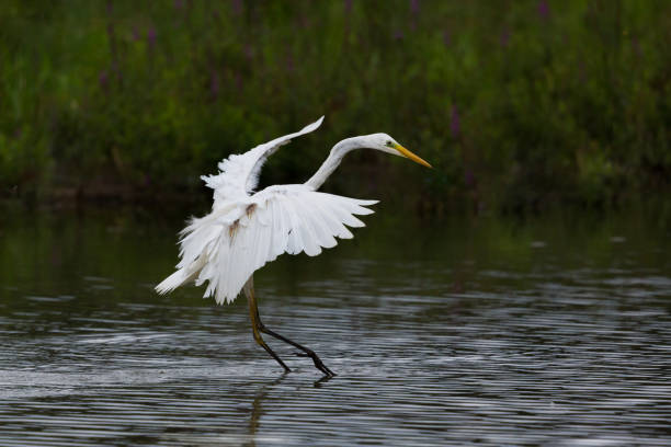 istock landing great white egret (egretta alba) spread wings, feet in water 872834392