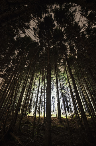 Bright light within a stand of spruce trees.  Long exposure.