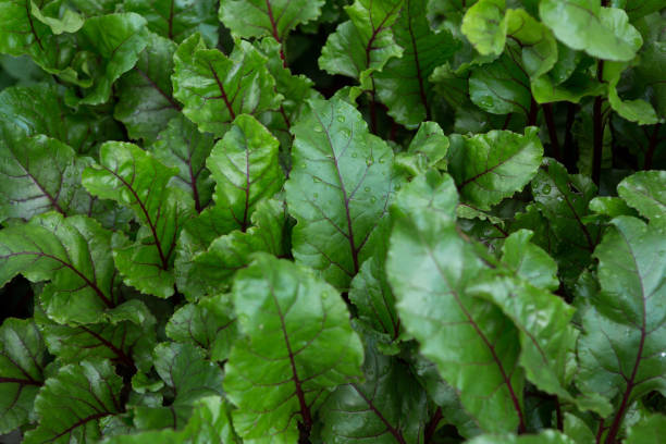 istock Close-up of fresh leafy vegetables 872836628