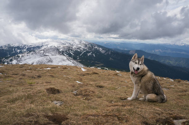 istock husky dog sitting in mountains 872837080