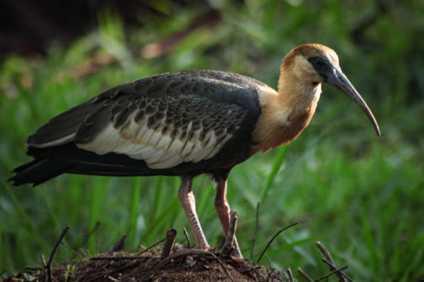 istock Curicacas (Buff-necked Ibis) - Brasilia, Brazil. 872837408
