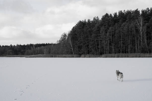 istock dog running on snowy field 872839096