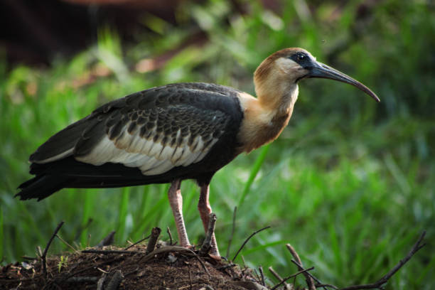 istock Curicacas (Buff-necked Ibis) - Brasilia, Brazil. 872840418