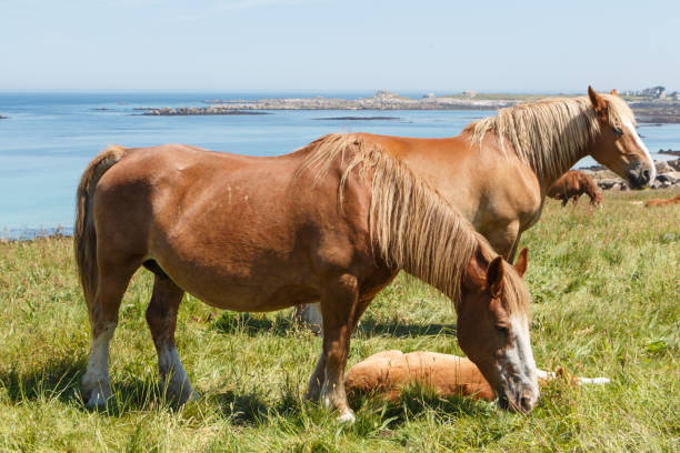 istock Trait Breton horses in a field in Brittany 872840998