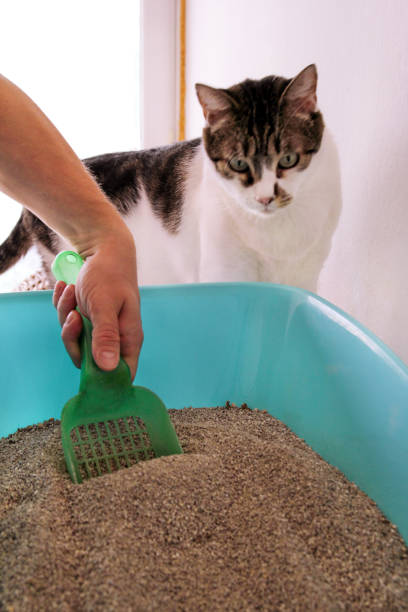 nettoyage de litière de chat. main est le nettoyage du bac à litière chat avec spatule verte. toilette cat nettoyage sable. l’homme main et chat bac à litière. un chat regardant sa propre merde dans le bac à litière bleu. - litter box box clean shovel photos et images de collection