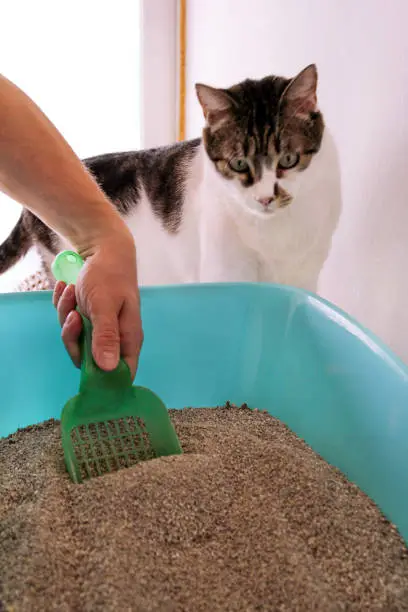 Cleaning cat litter box. Hand is cleaning of cat litter box with green spatula. Toilet cat cleaning sand cat. Man hand and cat litter box. A cat looking at her own poop in the blue litter box.
