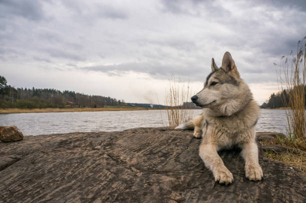 istock malamute dog resting on rock 872844804