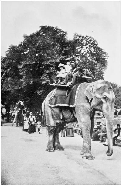 Antique photograph of London: People on elephants Antique photograph of London: People on elephants animals in captivity photos stock illustrations