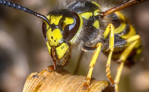 istock the head of the insect wasp 872852744