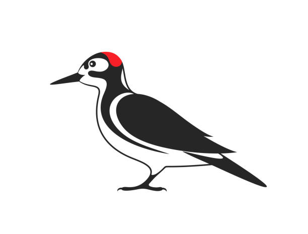 Woodpecker EPS 10. Vector illustration dendrocopos major stock illustrations