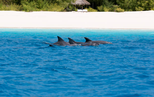 istock Dolphins around Mnemba Island, off Zanzibar, Tanzania. 872865430