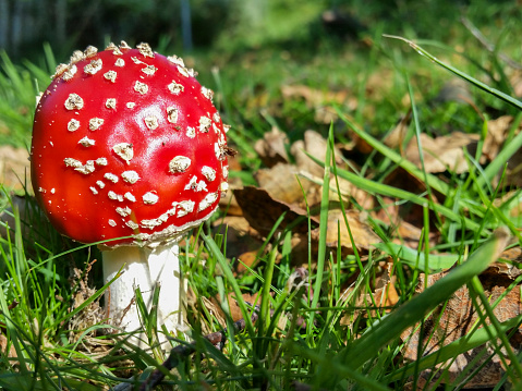 Macro of fairy tale toadstool, the Fly amanita in autumn landscape, selective focus.