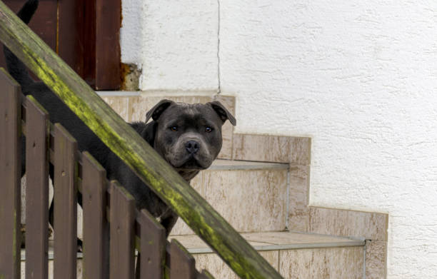 the head of a warrior dog peeping over the steps the head of a warrior dog peeping over the steps of the house american stafford pitbull dog stock pictures, royalty-free photos & images