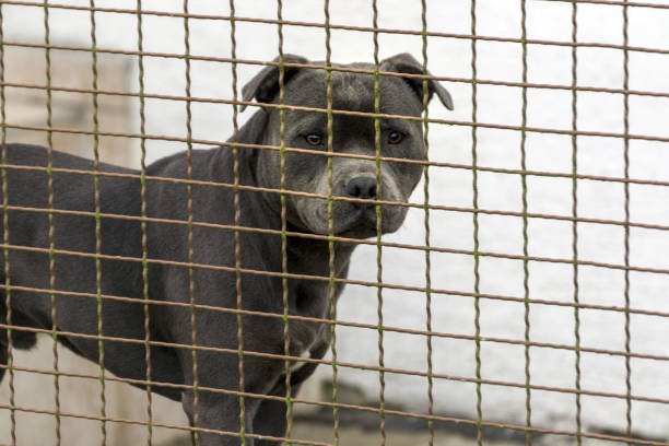 the head of a dog of the fighting breed pitbulterier the head of a dog of the fighting breed pitbulterier behind a wire fence american stafford pitbull dog stock pictures, royalty-free photos & images