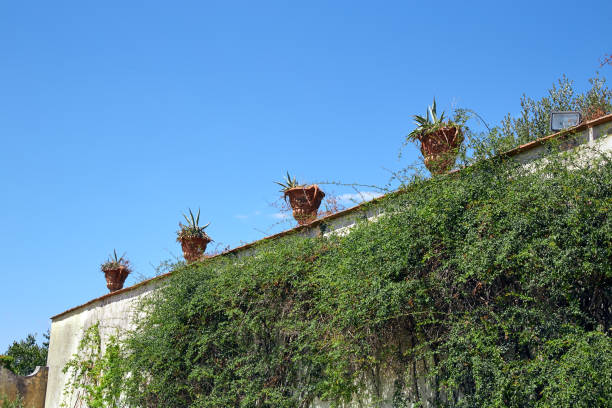 istock A ivy wall in a clear sunny day 872869210