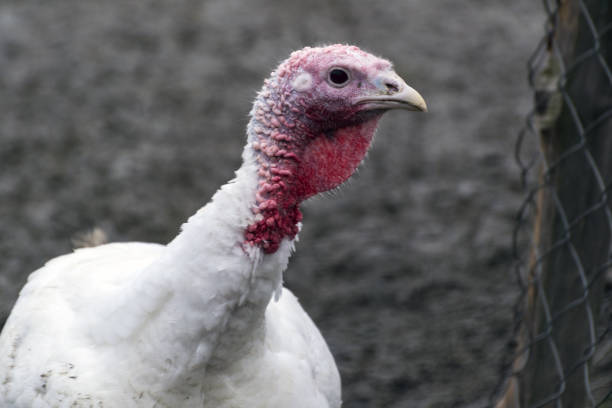 istock a white turkey with a red head behind a fence 872869374