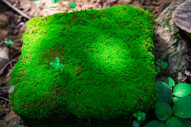 istock Closeup old Stone Overgrown with Green Moss in forest for background or texture. 872869770