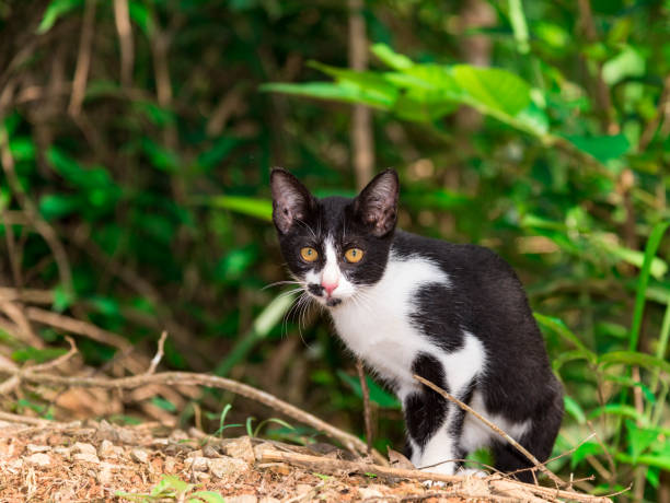 istock kitten in jungle or little cats under sunshine. 872873704