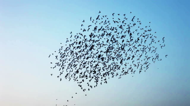 Flock of  birds flying in v formation