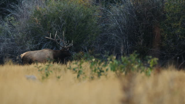 A big bull elk walks through the trees, bugling as he watches his females.