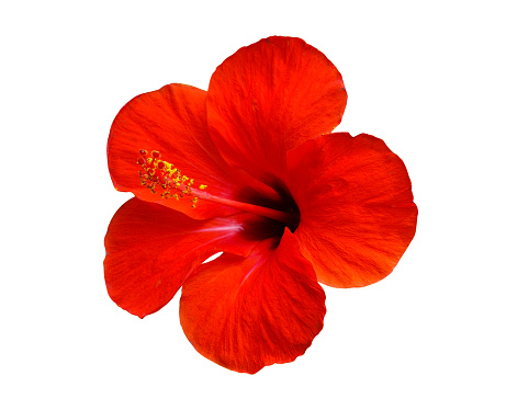 red hibiscus flower blooming isolated on white background