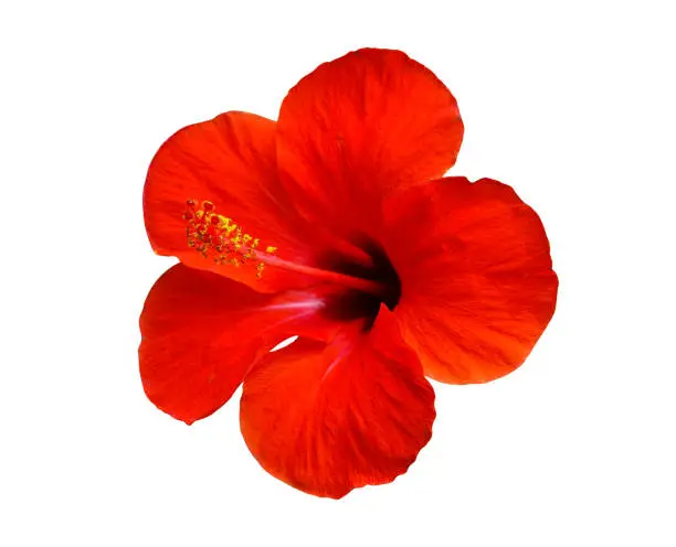 Photo of red hibiscus flower isolated