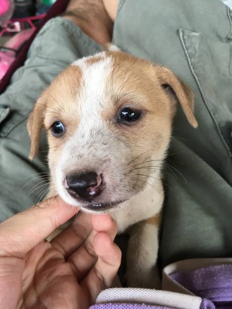 istock cute baby dog 872881882