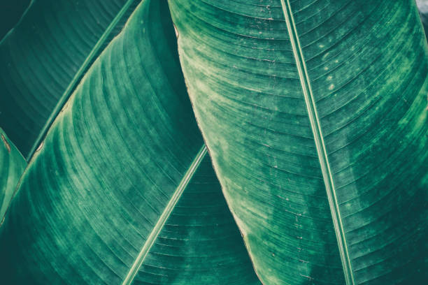 istock striped of tropical palm leaf 872884612