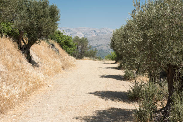 istock Country road passing through an olive grove in summer 872887978