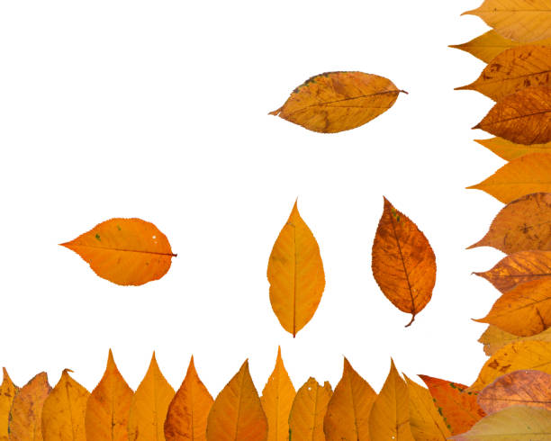 istock Collection of yellow sakura leaves on a white background 872888148