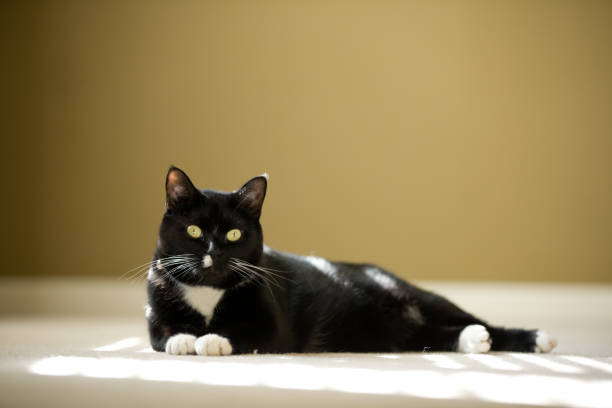 Cute Cat In The Sunny Spot A cute tuxedo cat laying in a patch of sunlight. tuxedo cat stock pictures, royalty-free photos & images