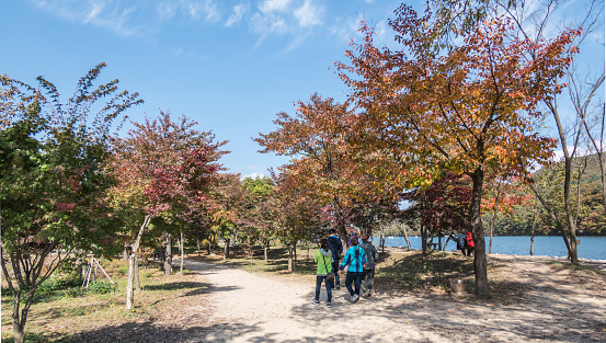 People walking a footpath in Autumn colour on Nami Island in South Korea