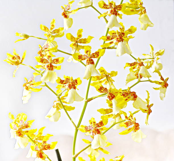Beautiful Orchid Oncidium Beautiful orchid Oncidium, picture taken at my house in Joinville, Santa Catarina, Brazil on 10/15/2017. Oncidium is a genus of orchids widely distributed from Mexico to southern South America. Golden-rain is one of the names popularly used in Brazil to designate a large group of species of orchids, once belonging to the genus and several other genera of flowers similar. The main characteristic of this genus is the presence of a callus located at the base of the flower's lip. oncidium orchids stock pictures, royalty-free photos & images