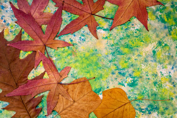 istock autumn leaves on a green background 872892156