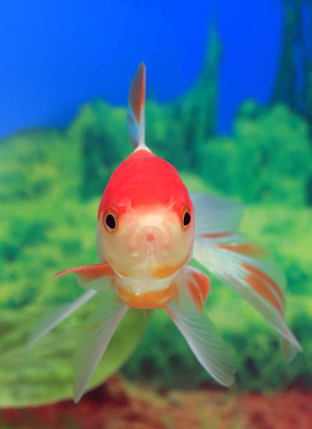 istock Aquarium fish little red riding hood from the front 872892314